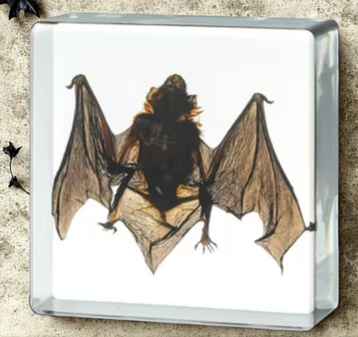 Gothic Taxidermy Bat Oddity Specimen Collectibles Dark Academia Decor Goth Bat